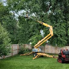 Professional Tree Services in Camino, CA