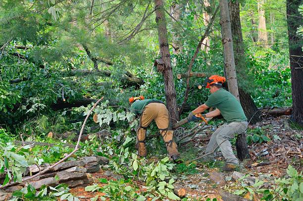 How Our Tree Care Process Works  in  Camino, CA